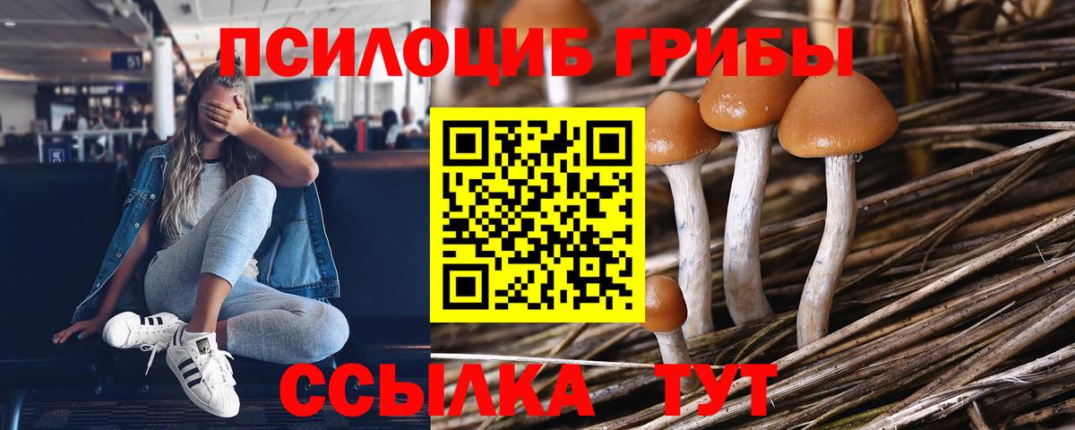 Тайшет  Псилоцибиновые грибы MAGIC MUSHROOMS  Вход с VPN 